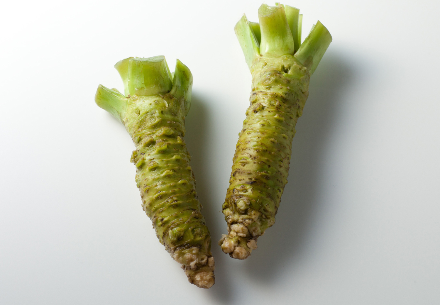 公式】わさラボ | 知ってるようで知らないわさびのフシギ