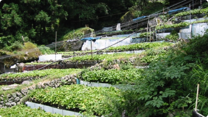 第三回 わさびの育て方 わさびの基礎知識 公式 わさラボ 知ってるようで知らないわさびのフシギ